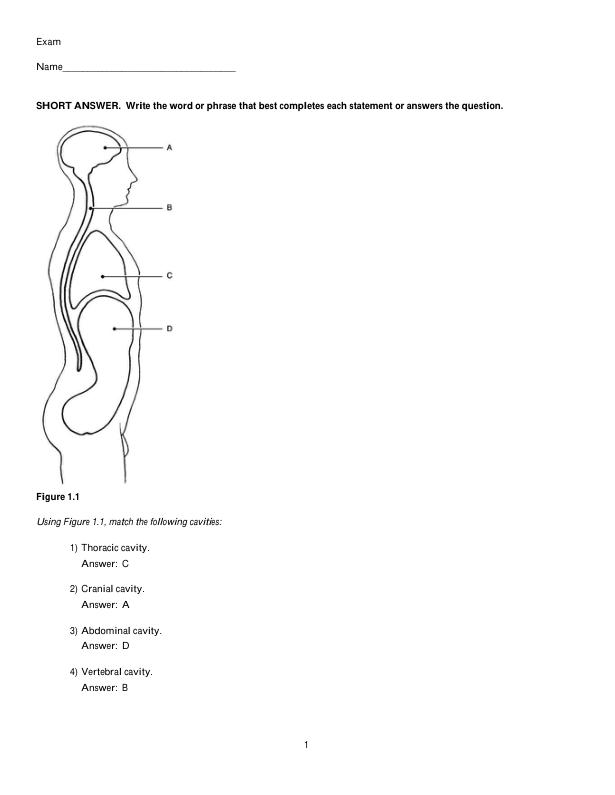 Test Bank for Human Anatomy & Physiology 11th Edition by Elaine Marieb, Katja Hoehn Chapter 1-29