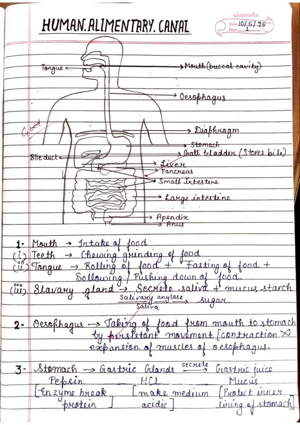 mobile-preview-Class 10 Biology,Life Process NOTES detailed