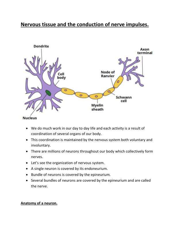 Nervous tissue and the conduction of nerve impulses