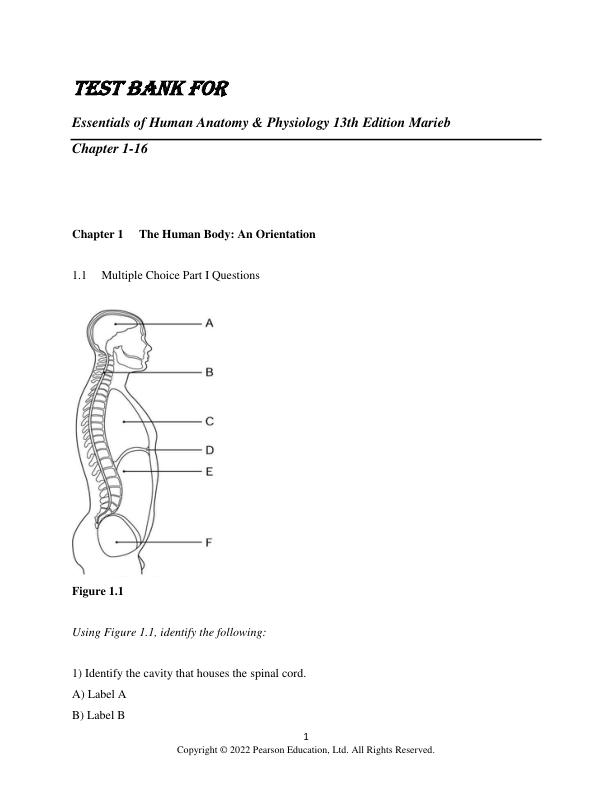 Test Bank for Essentials of Human Anatomy & Physiology 13th Edition Marieb